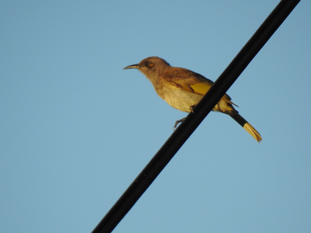 Brown Honeyeater - ML620475450