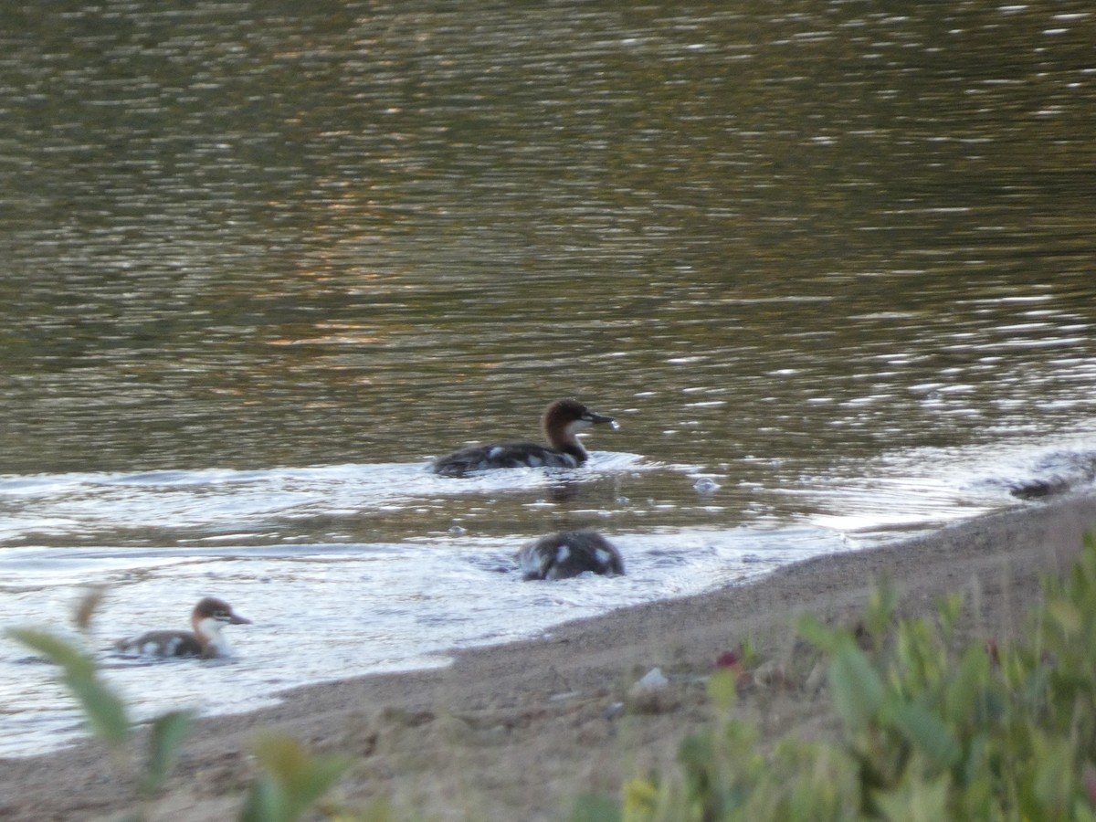 Common Merganser - ML620475451