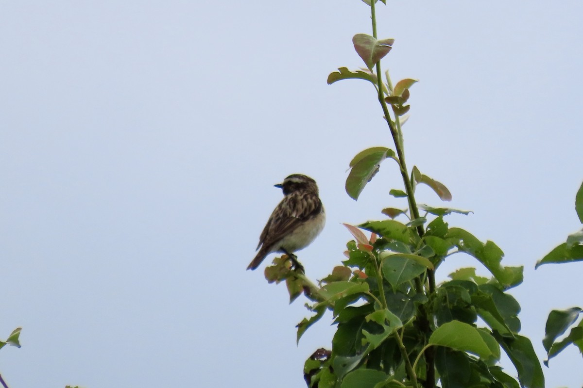 Whinchat - ML620475452
