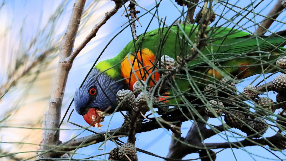 Rainbow Lorikeet - ML620475456