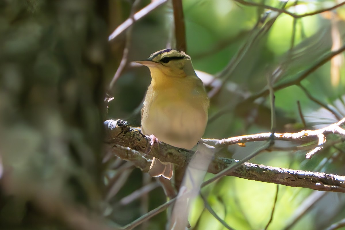 Worm-eating Warbler - ML620475459