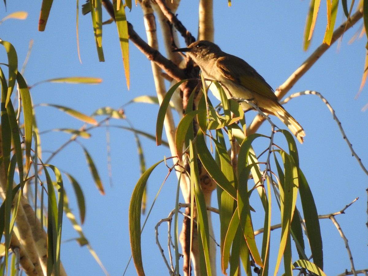 Brown Honeyeater - ML620475463