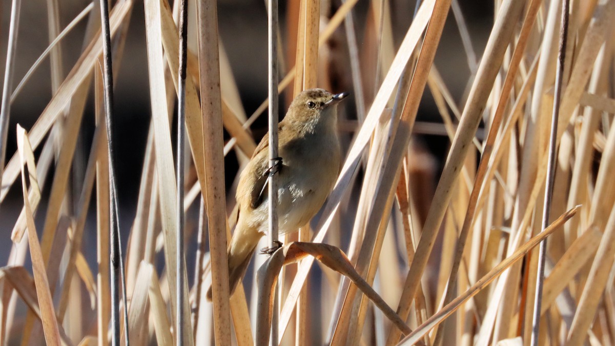 Australian Reed Warbler - ML620475465