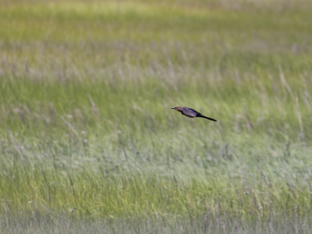 Boat-tailed Grackle - ML620475467