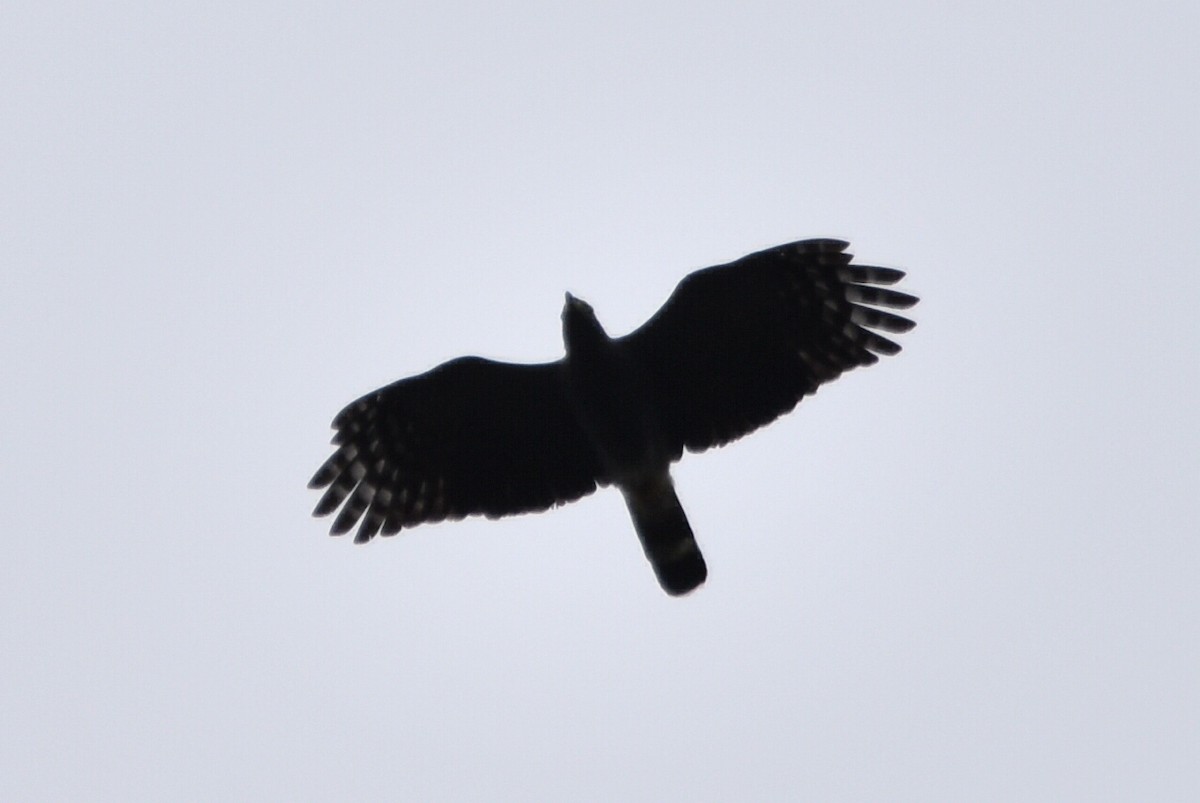 Gray-headed Kite - ML620475469