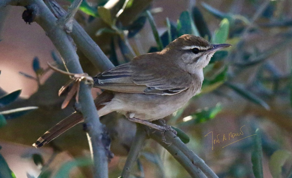 Rufous-tailed Scrub-Robin - ML620475470