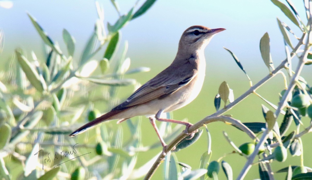 Rufous-tailed Scrub-Robin - ML620475471