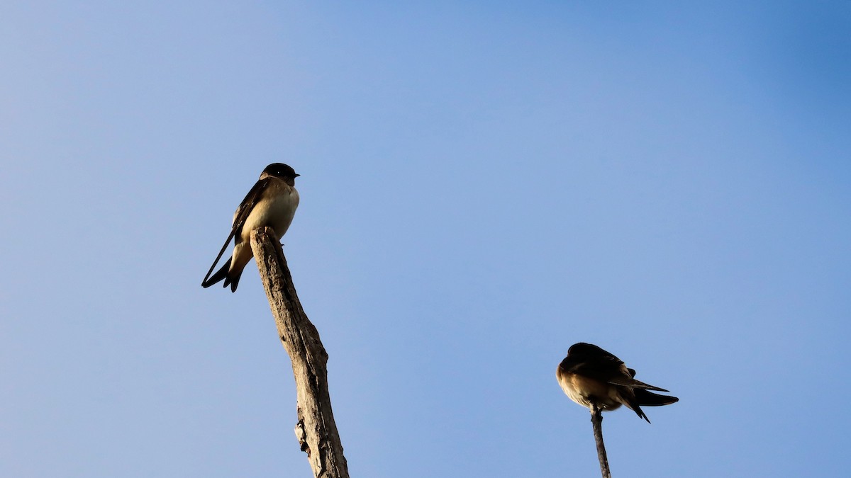 Golondrina Arborícola - ML620475472