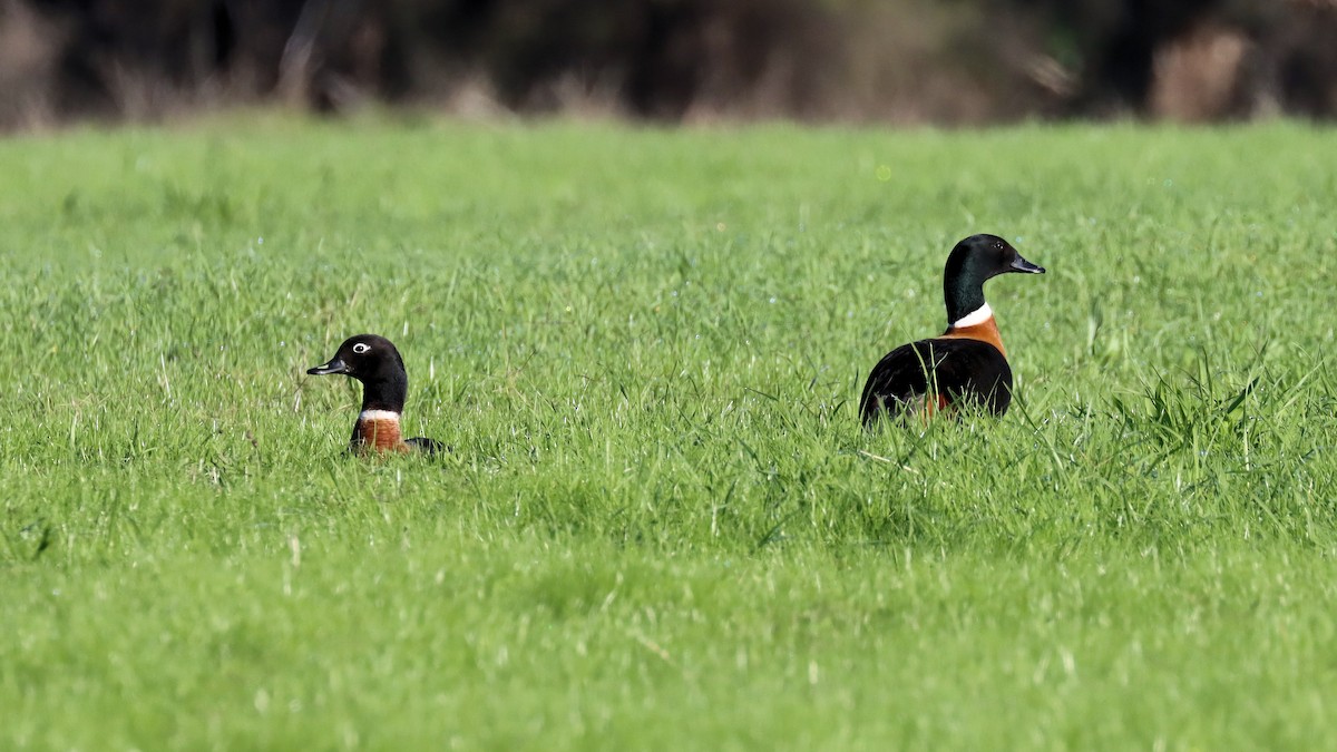 Australian Shelduck - ML620475474