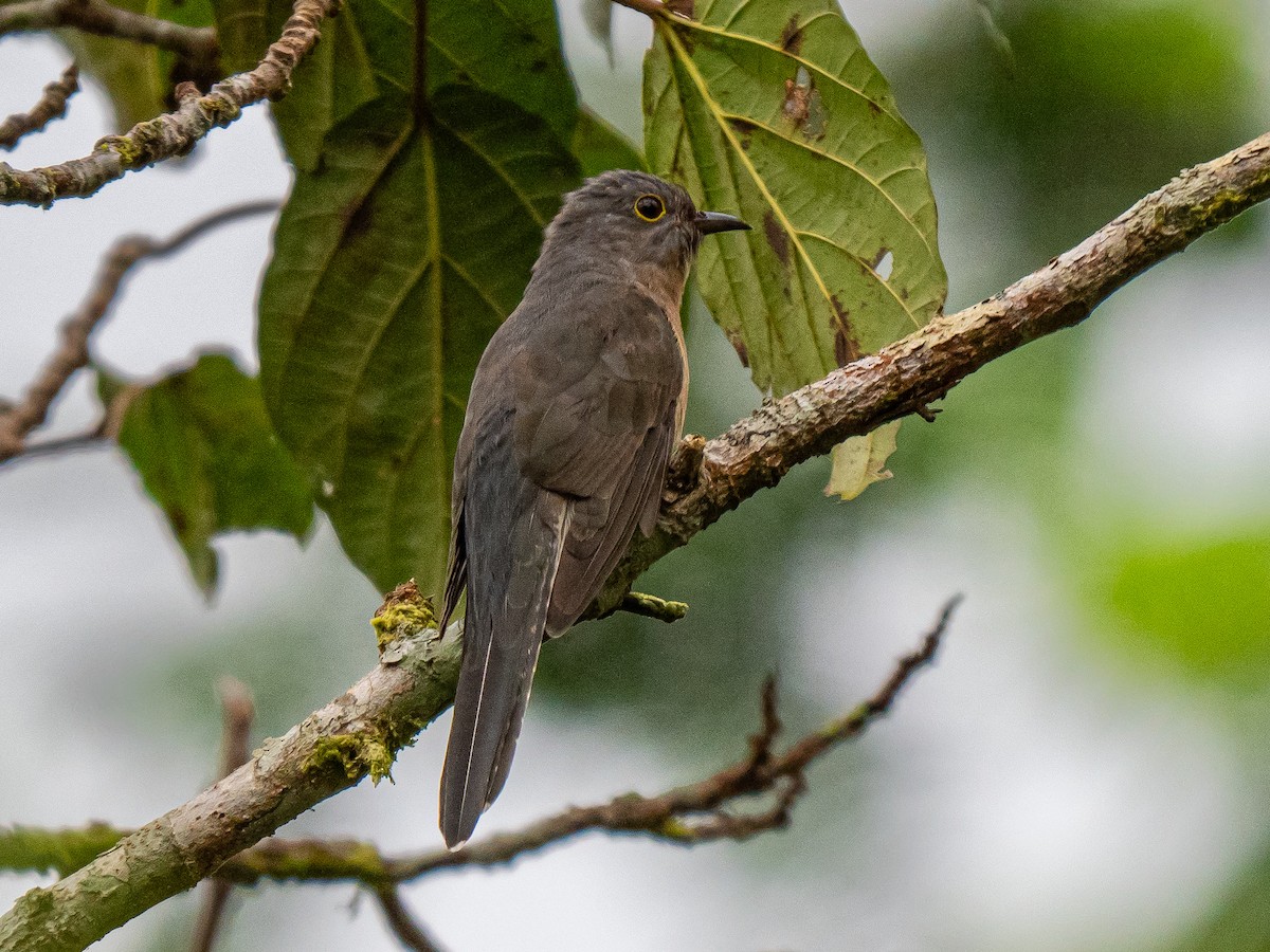 Brush Cuckoo - ML620475475