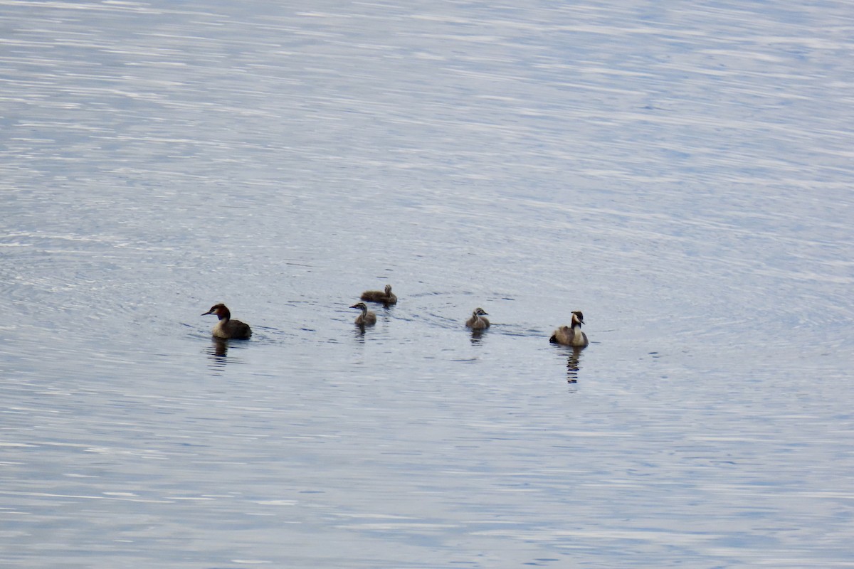 Great Crested Grebe - ML620475486