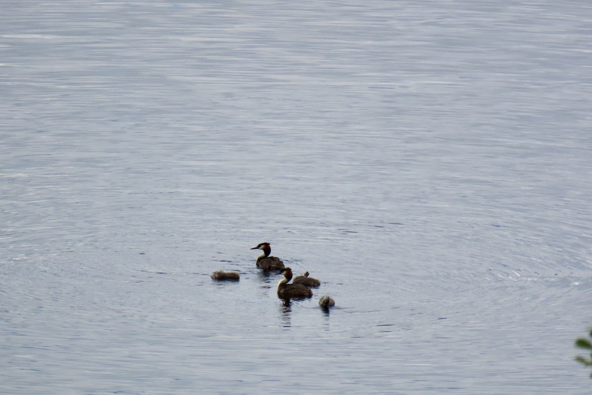 Great Crested Grebe - ML620475487