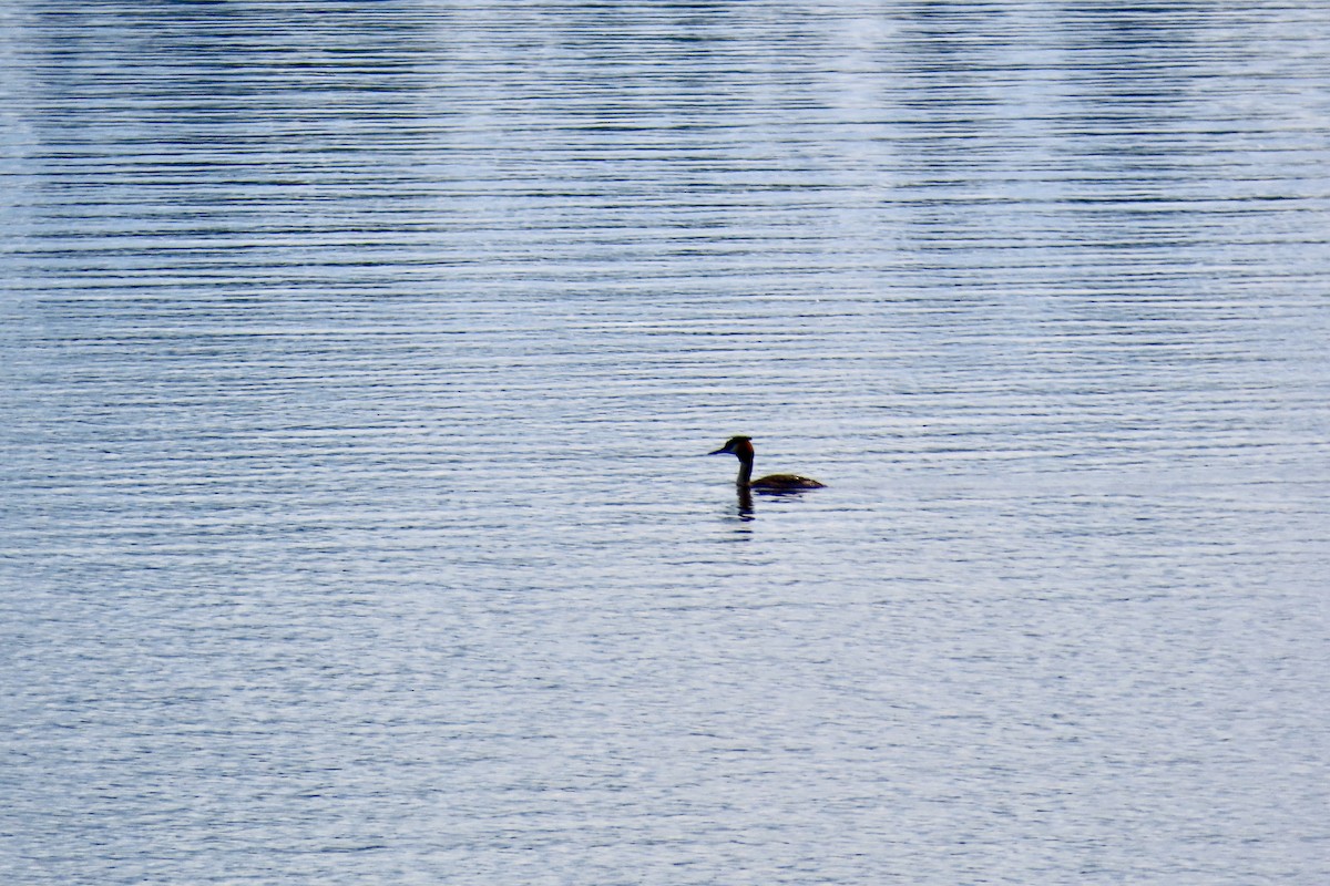 Great Crested Grebe - ML620475488