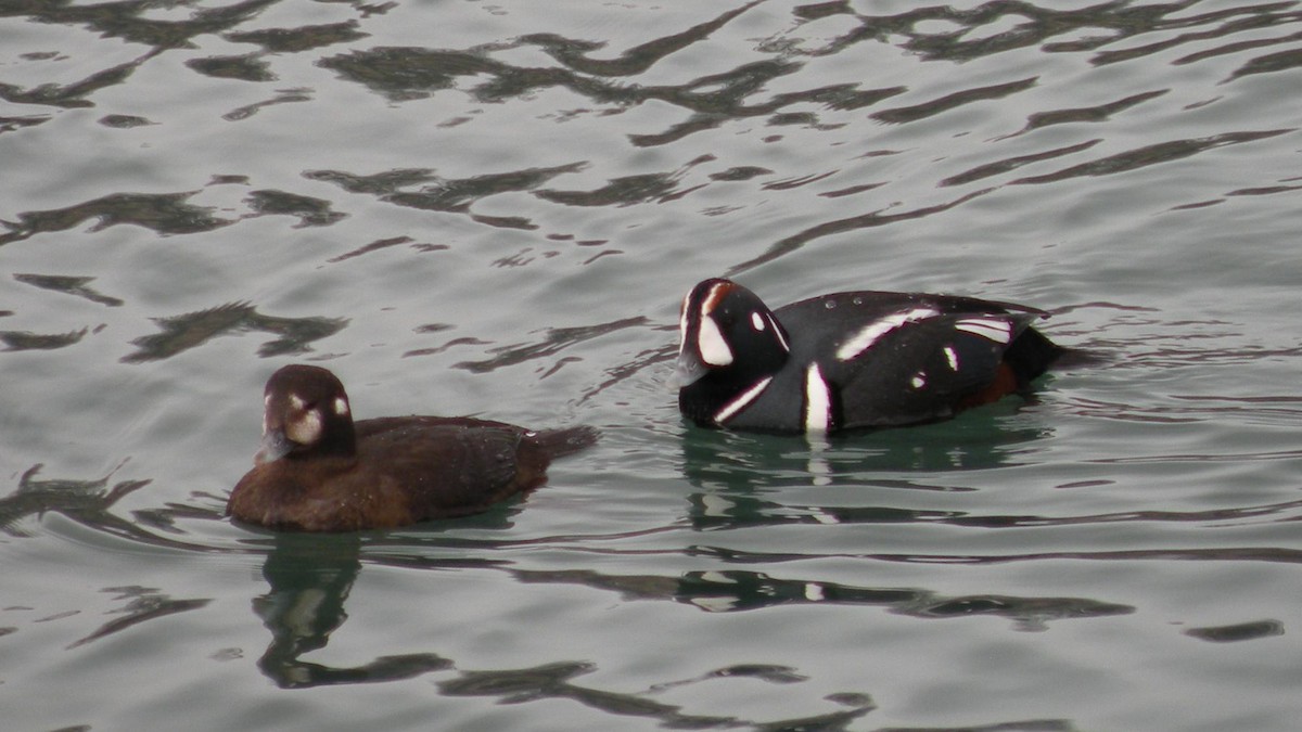 Harlequin Duck - ML620475502