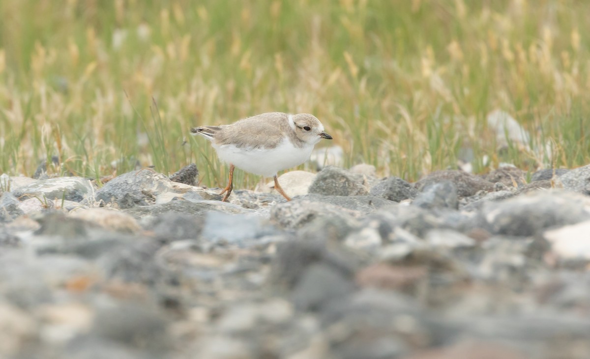 Piping Plover - ML620475506