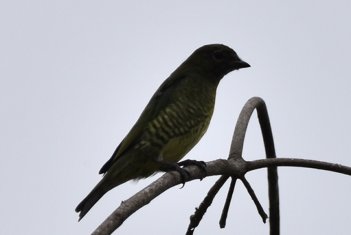 Swallow Tanager - ML620475511