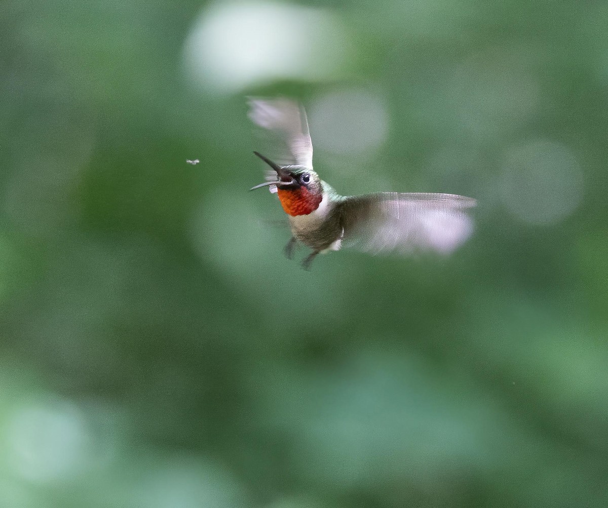 Colibrí Gorjirrubí - ML620475512