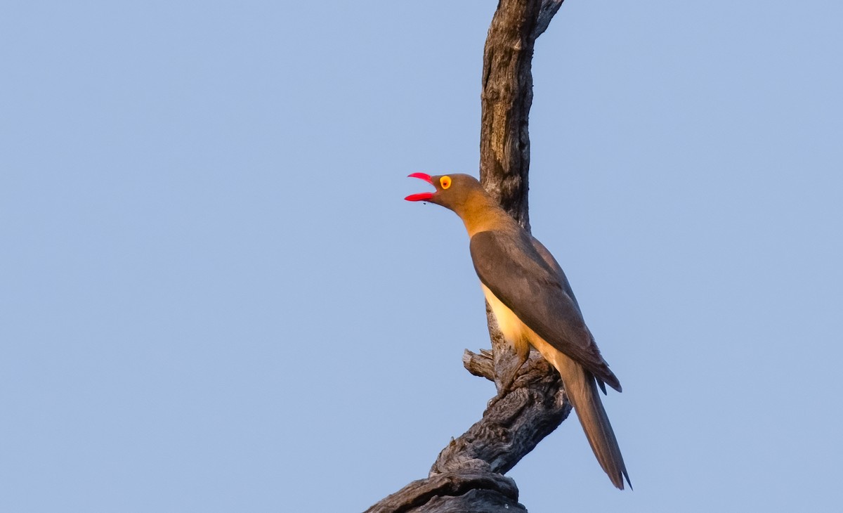 Red-billed Oxpecker - ML620475518