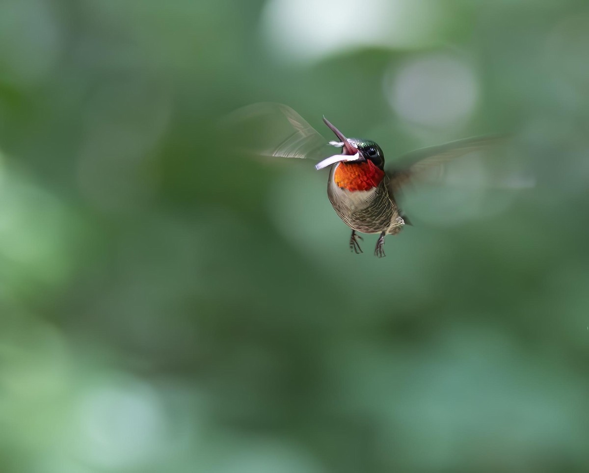 Ruby-throated Hummingbird - ML620475519