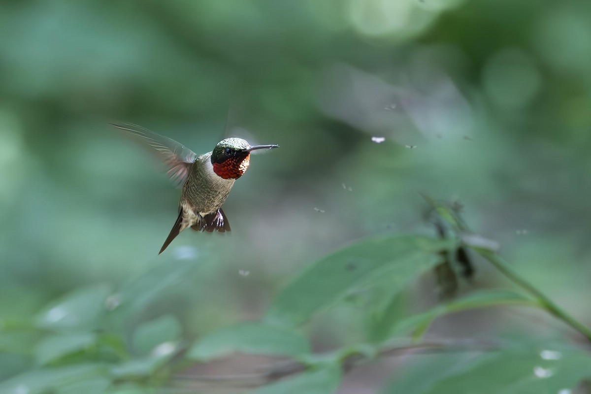 Ruby-throated Hummingbird - ML620475521