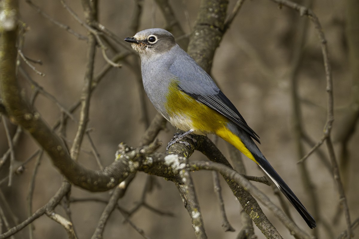 Gray Silky-flycatcher - David Bishop