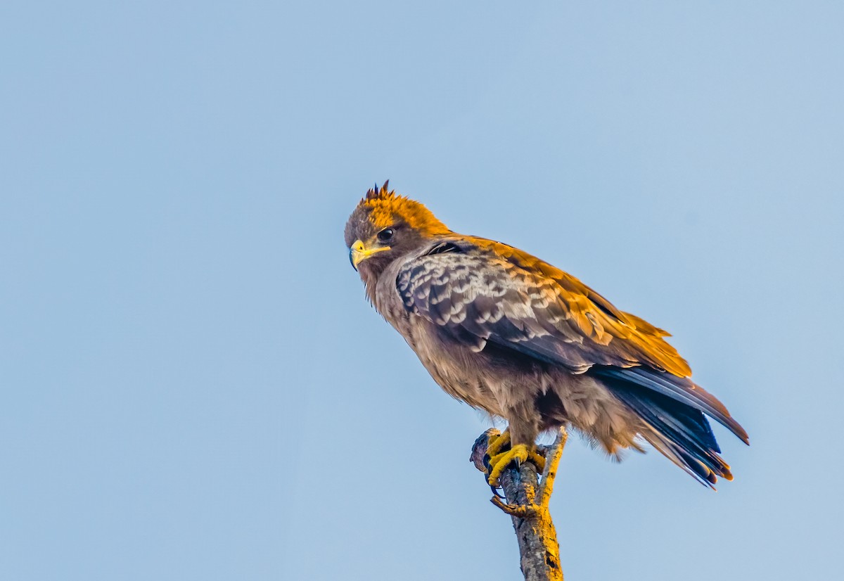 Águila de Wahlberg - ML620475529