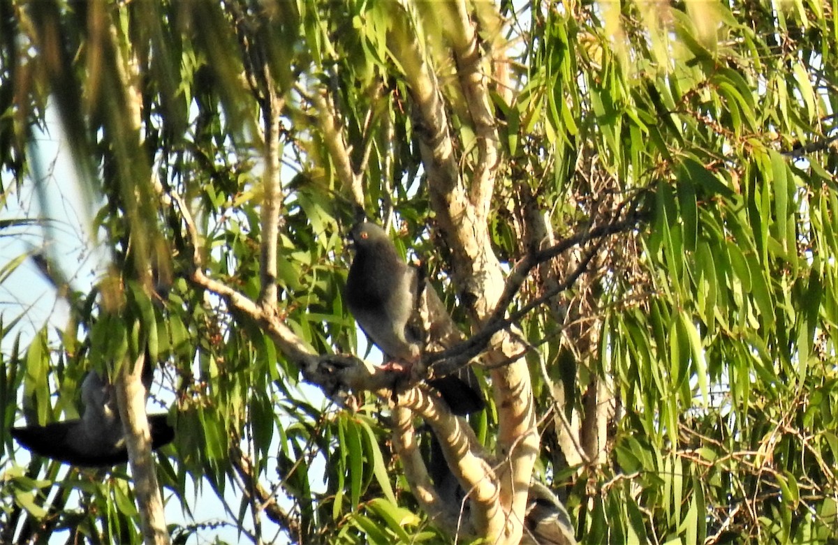 Rock Pigeon (Feral Pigeon) - ML620475530