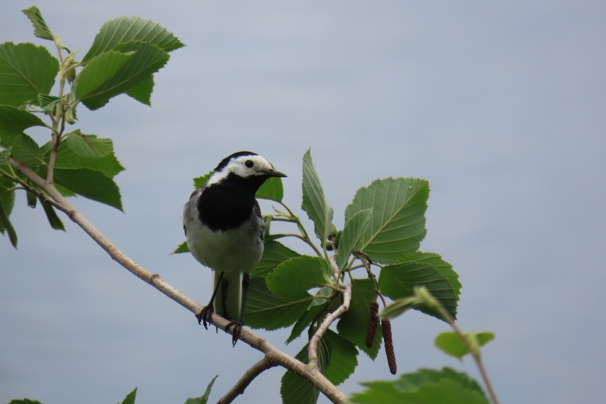 White Wagtail - ML620475531