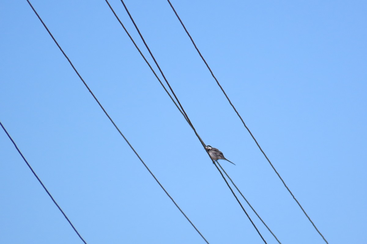 White Wagtail - ML620475532