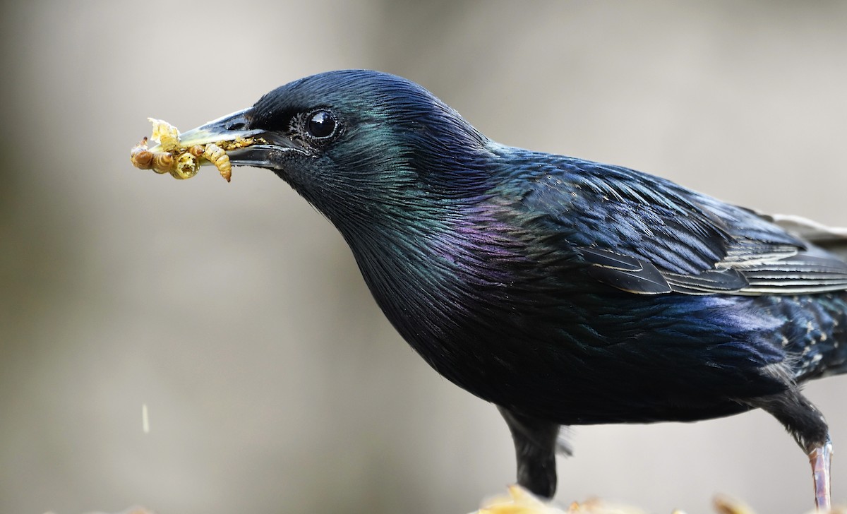 European Starling - ML620475533