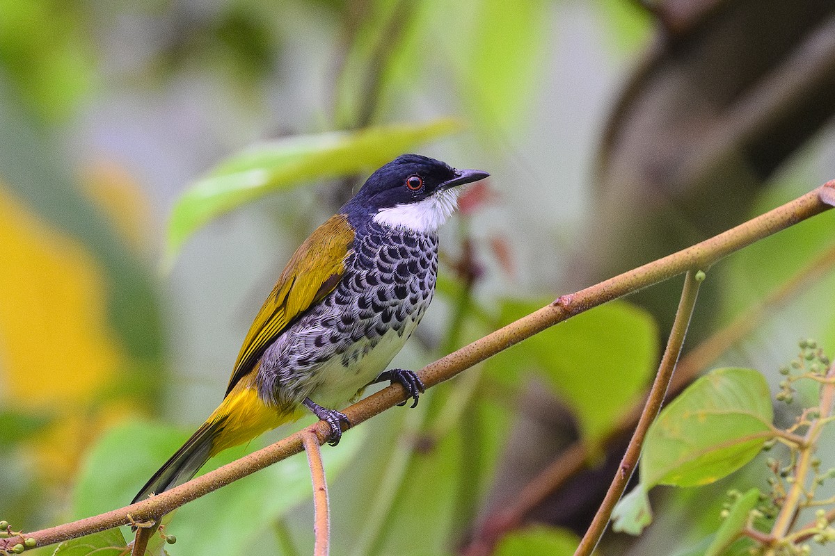 Scaly-breasted Bulbul - ML620475539