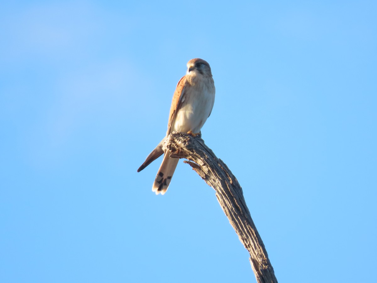 Nankeen Kestrel - ML620475540