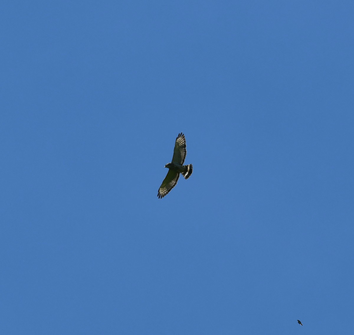 Broad-winged Hawk - ML620475544