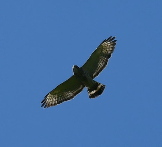 Broad-winged Hawk - ML620475545