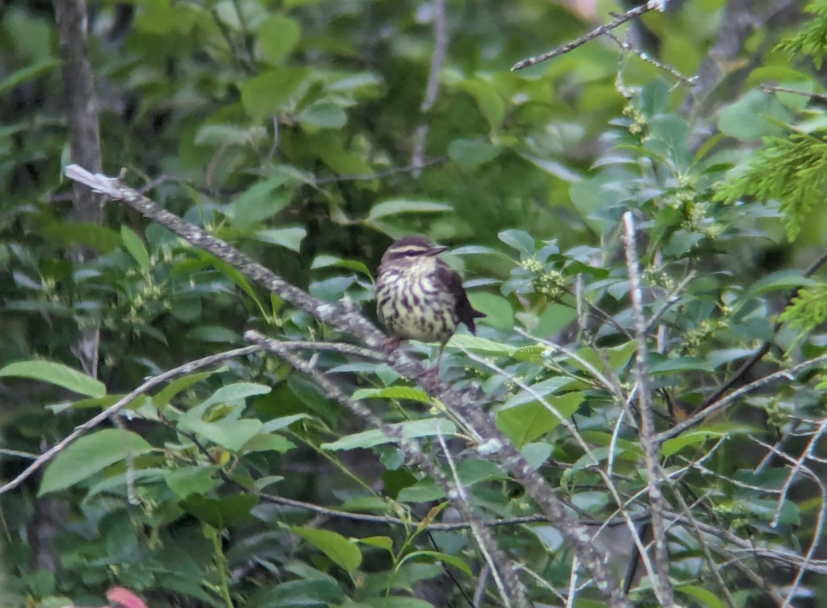 Northern Waterthrush - Matthew Tobey