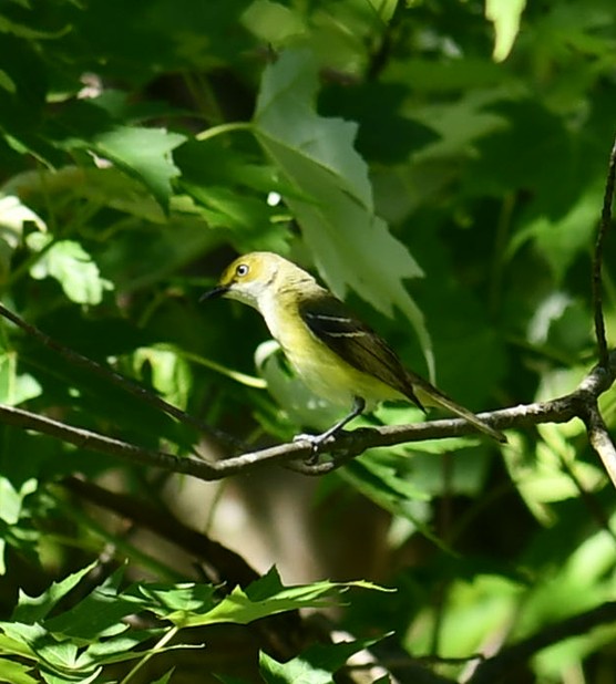 White-eyed Vireo - ML620475548