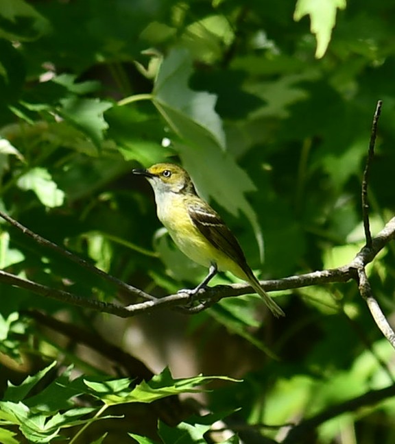 White-eyed Vireo - ML620475549