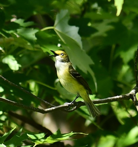 Viréo aux yeux blancs - ML620475550