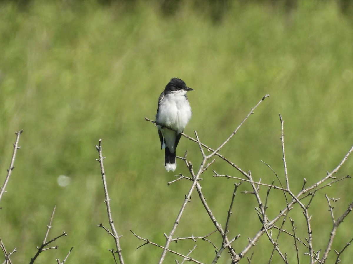 Eastern Kingbird - ML620475553