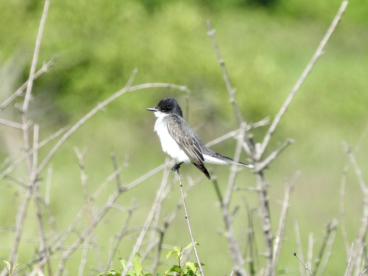 Eastern Kingbird - ML620475554