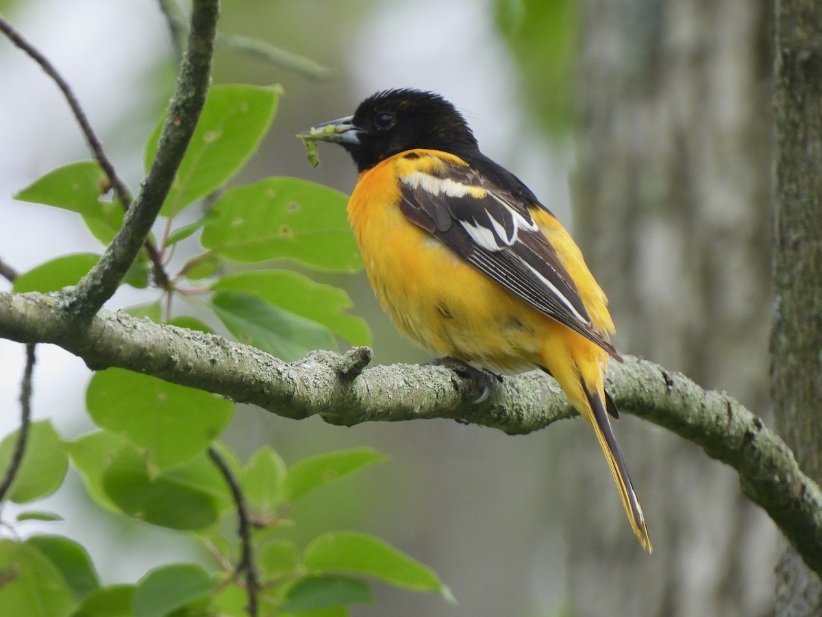 Baltimore Oriole - ML620475559