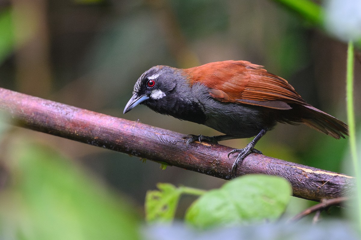 Black-throated Babbler - ML620475568