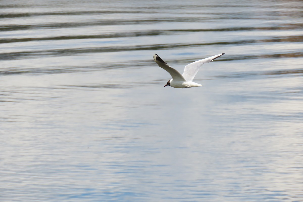 Mouette rieuse - ML620475569