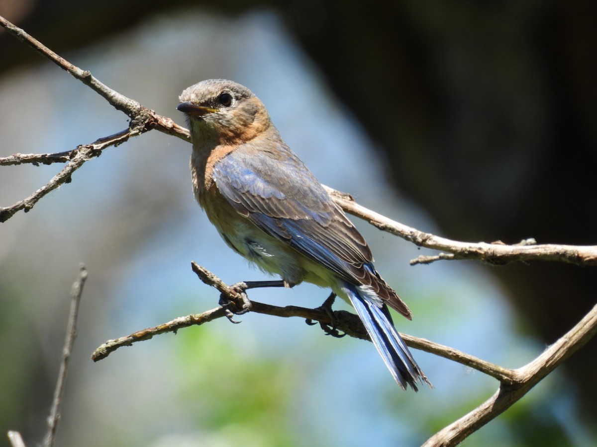 Eastern Bluebird - ML620475570