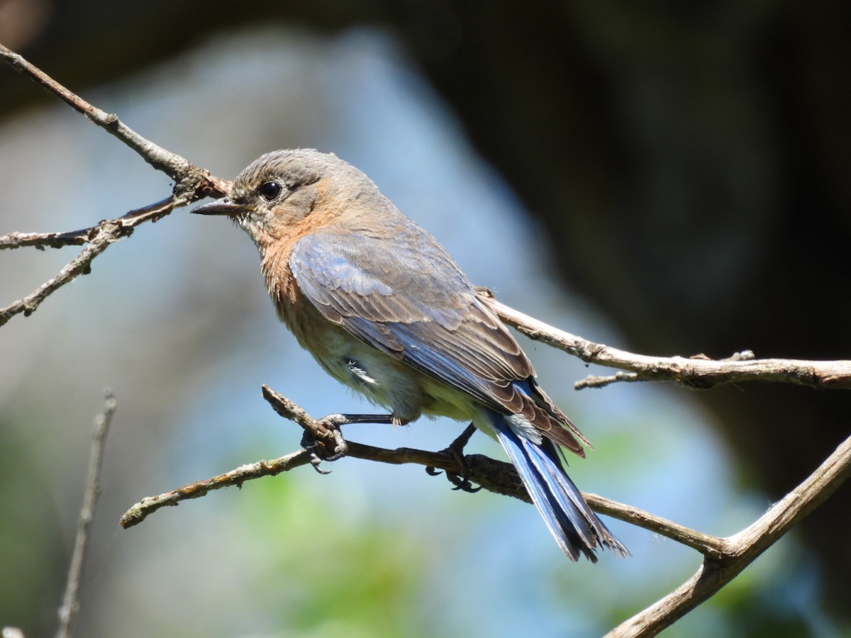 Eastern Bluebird - ML620475571