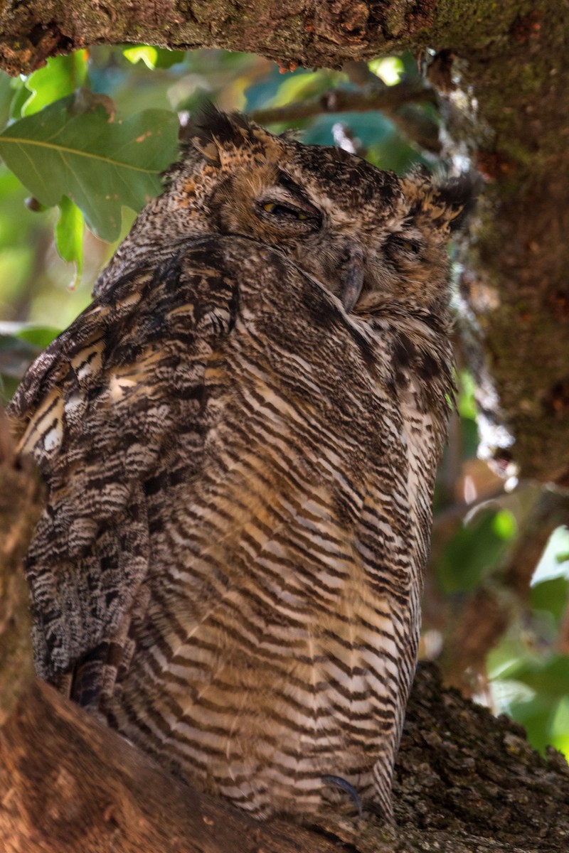 Great Horned Owl - ML620475574