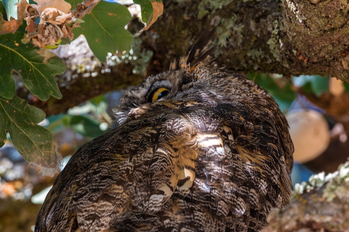 Great Horned Owl - ML620475576