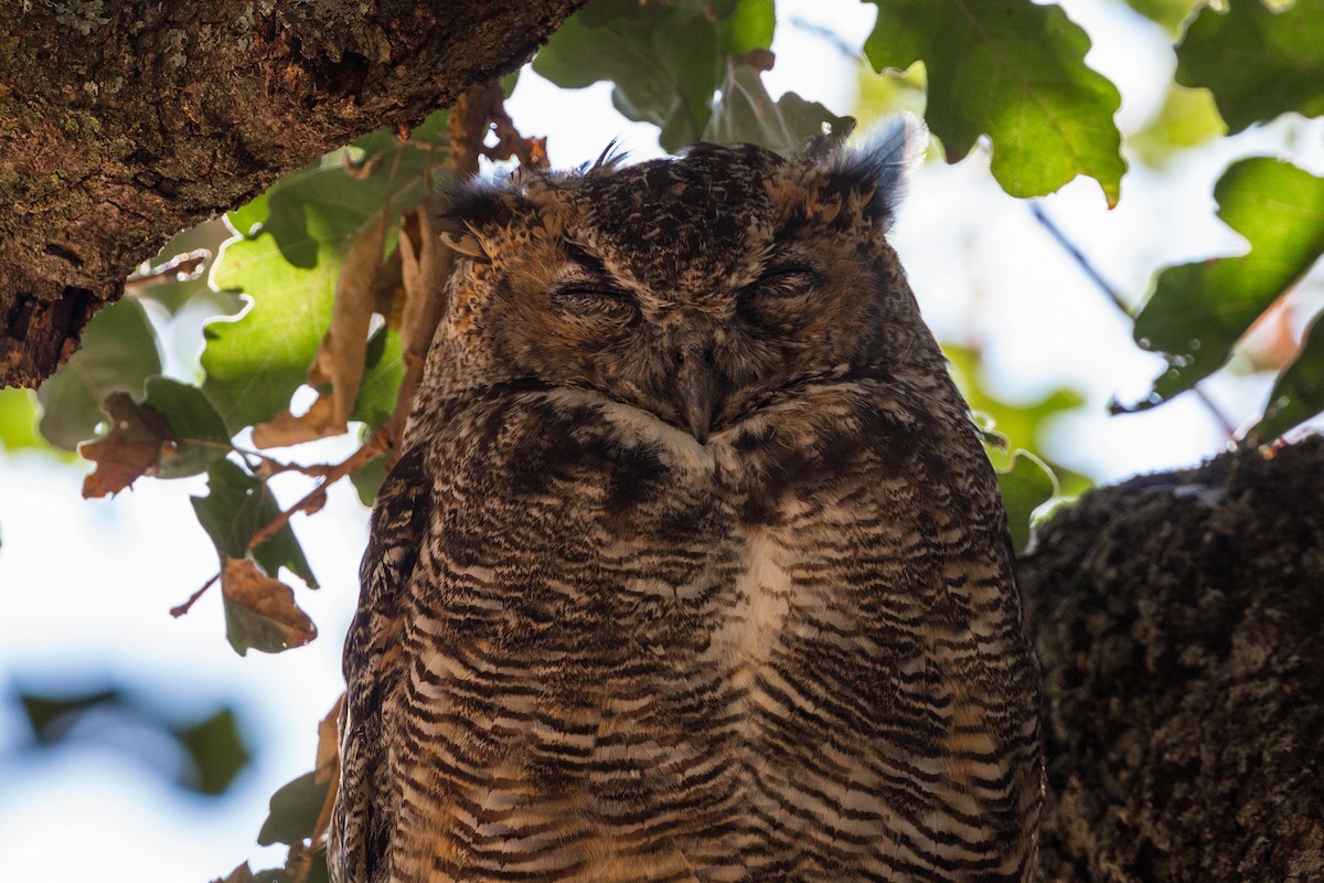 Great Horned Owl - ML620475578