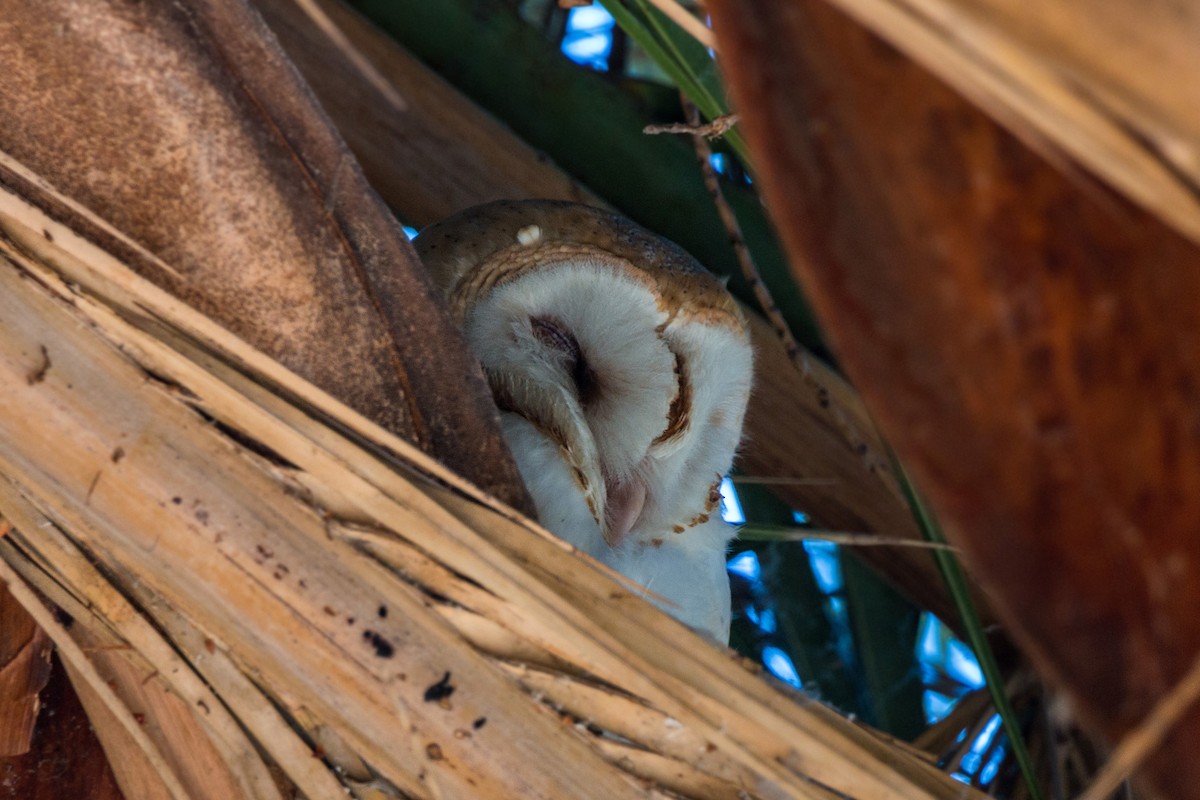 Barn Owl - ML620475580