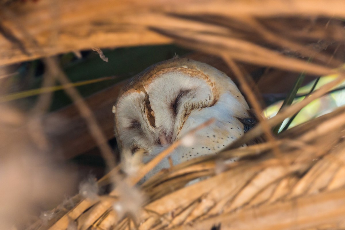 Barn Owl - ML620475581